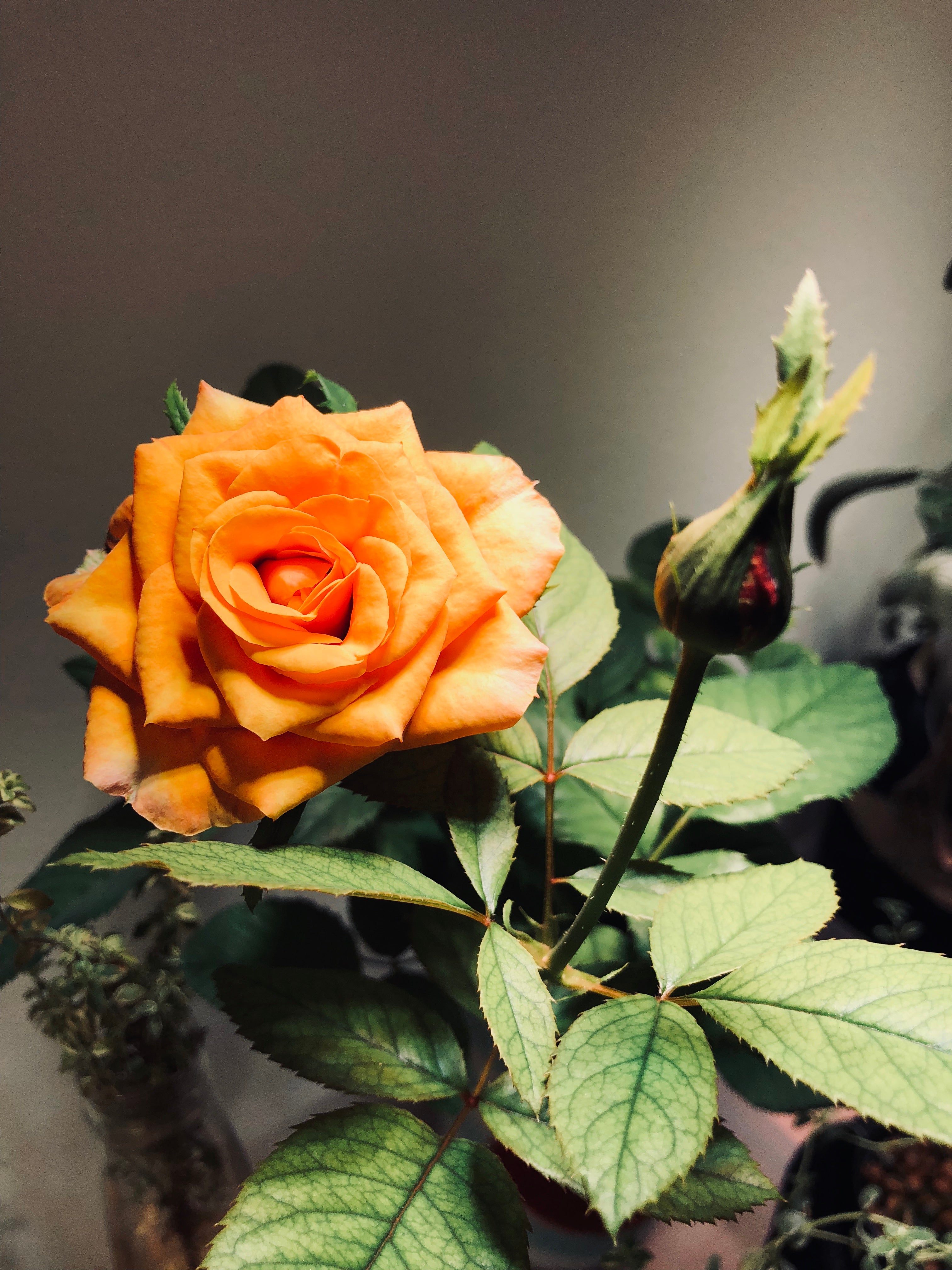 Growing roses indoors with grow deals lights